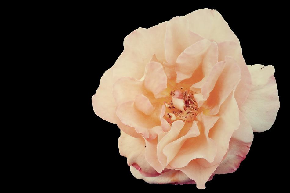 Rose Yellow Blossom
