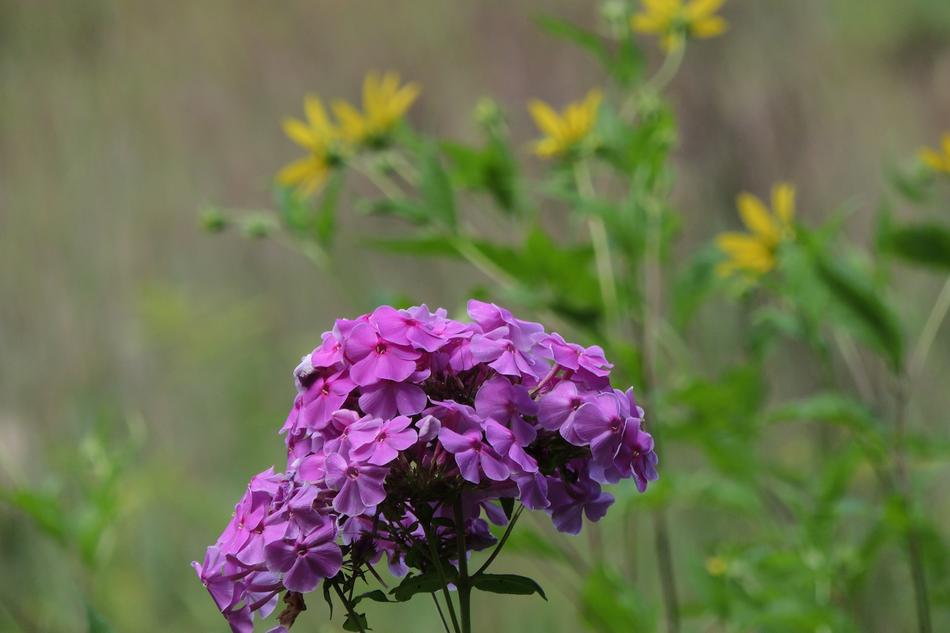 Purple and Yellow Flowers in garden