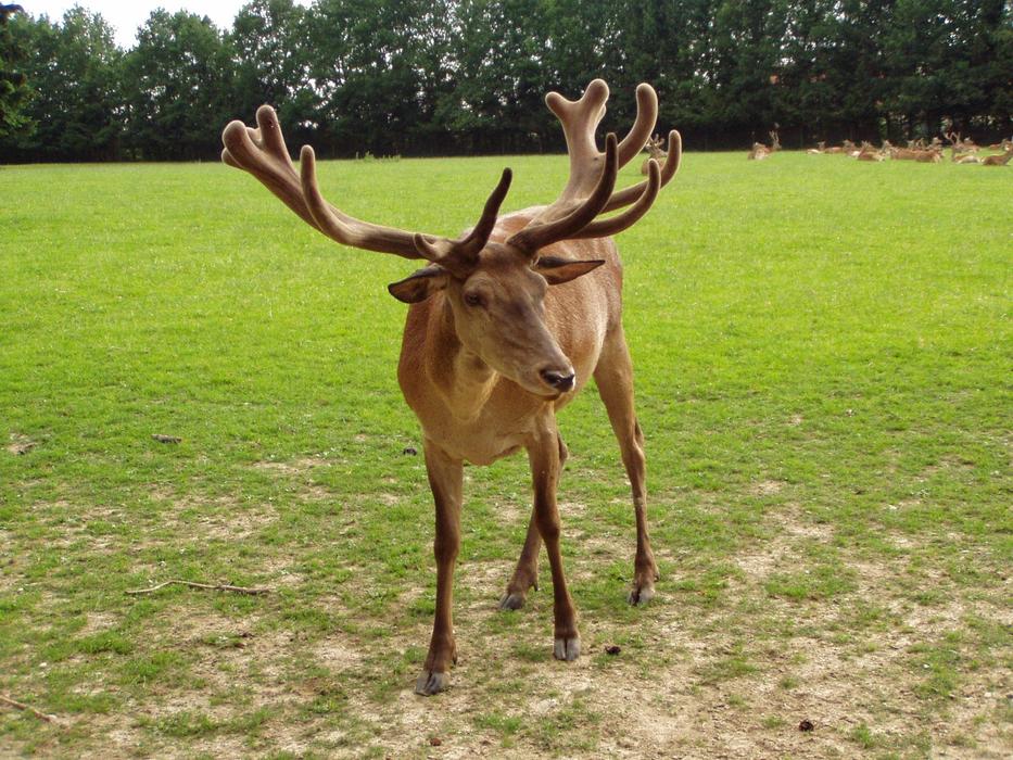 Hirsch Red Deer Wildlife Park