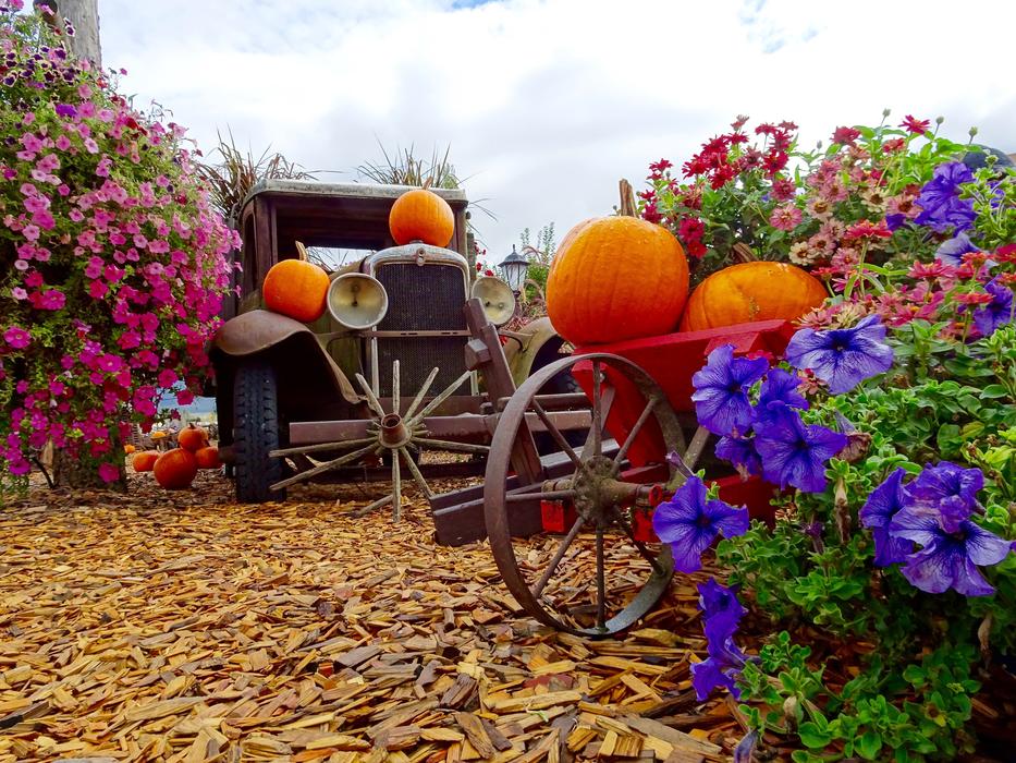 Truck Pumpkins Flowers