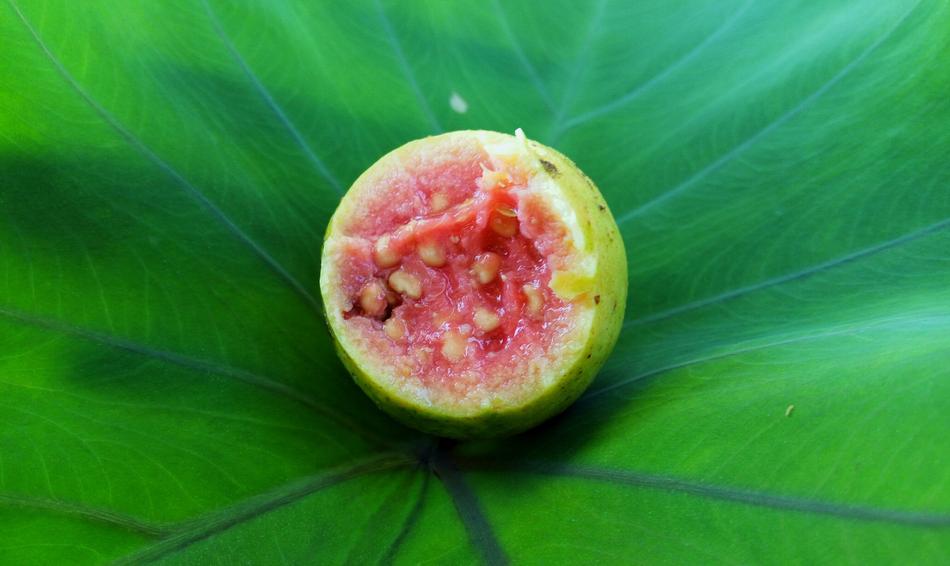 Red Guava Leaf