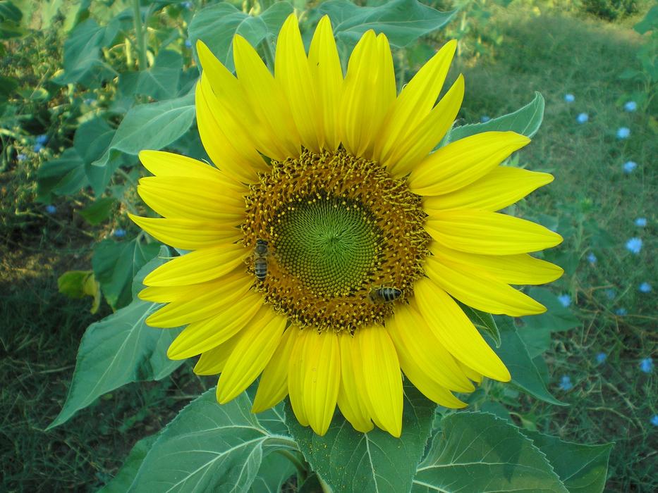 Flower Anthi Iliosporos