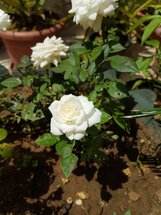 Rosa Bianca Flower