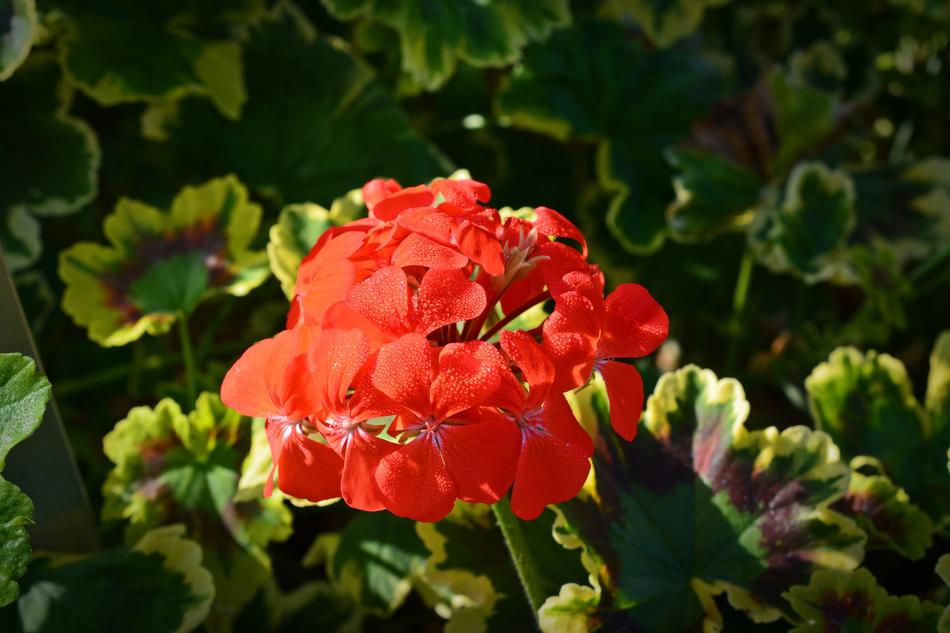 Geraniaceae Pelagonium Mrs