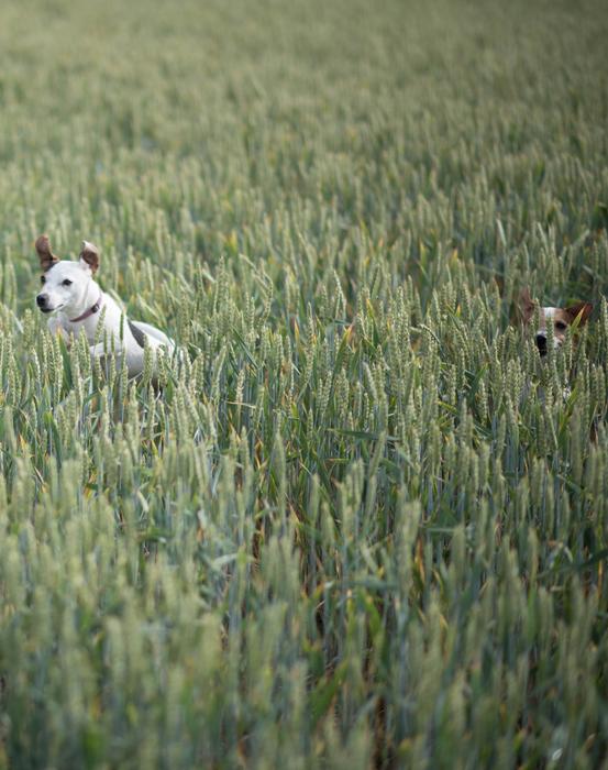 gorgeous Dog Terrier