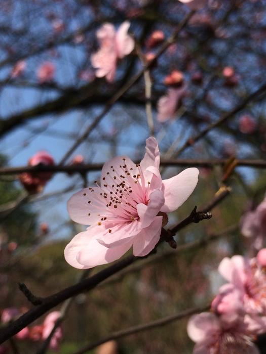 Spring Plum Blossom Blue Sky