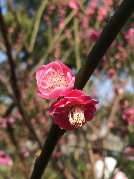 Spring Plum Blossom Blue Sky
