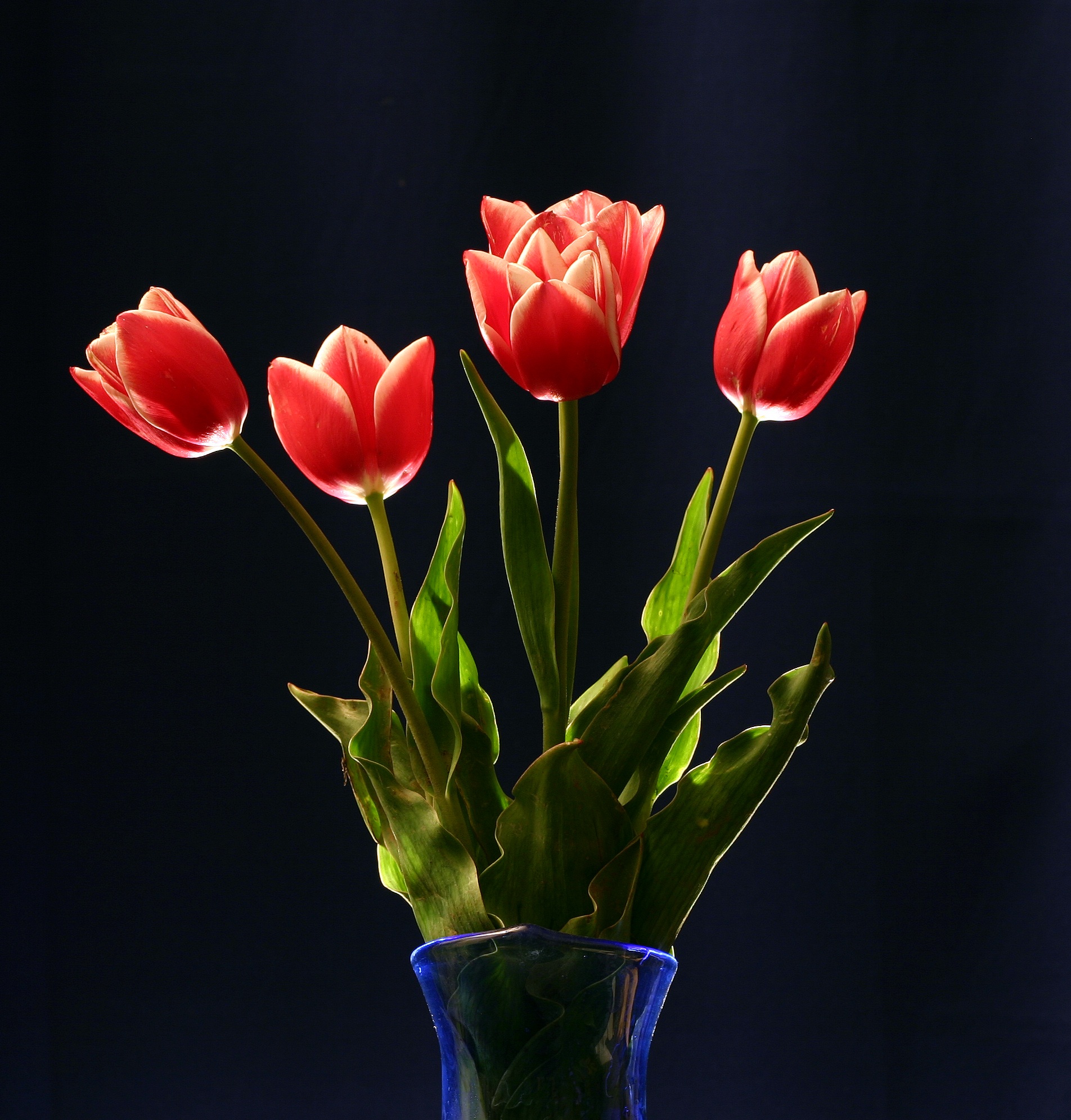 Red Tulips Still Life free image download