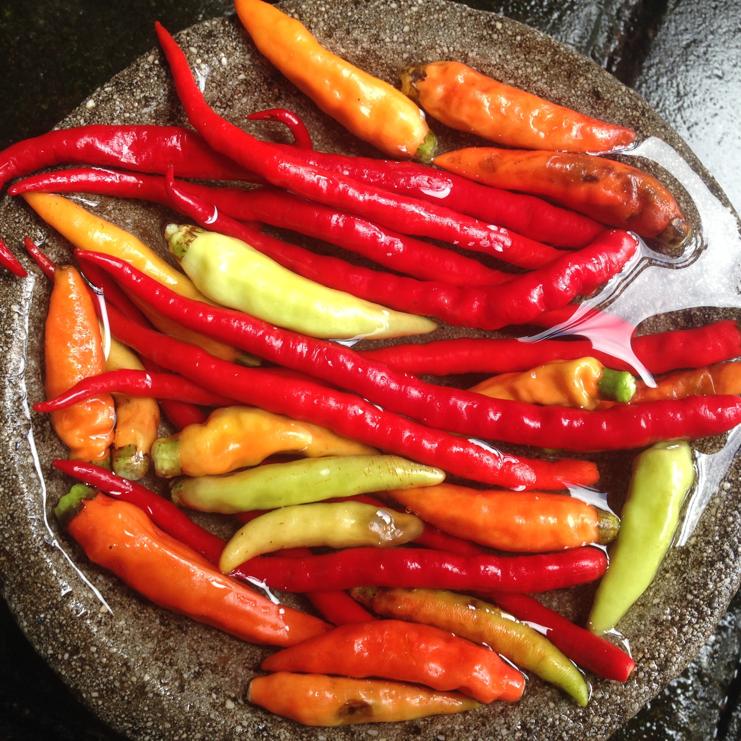 Chili Red Condiment free image download