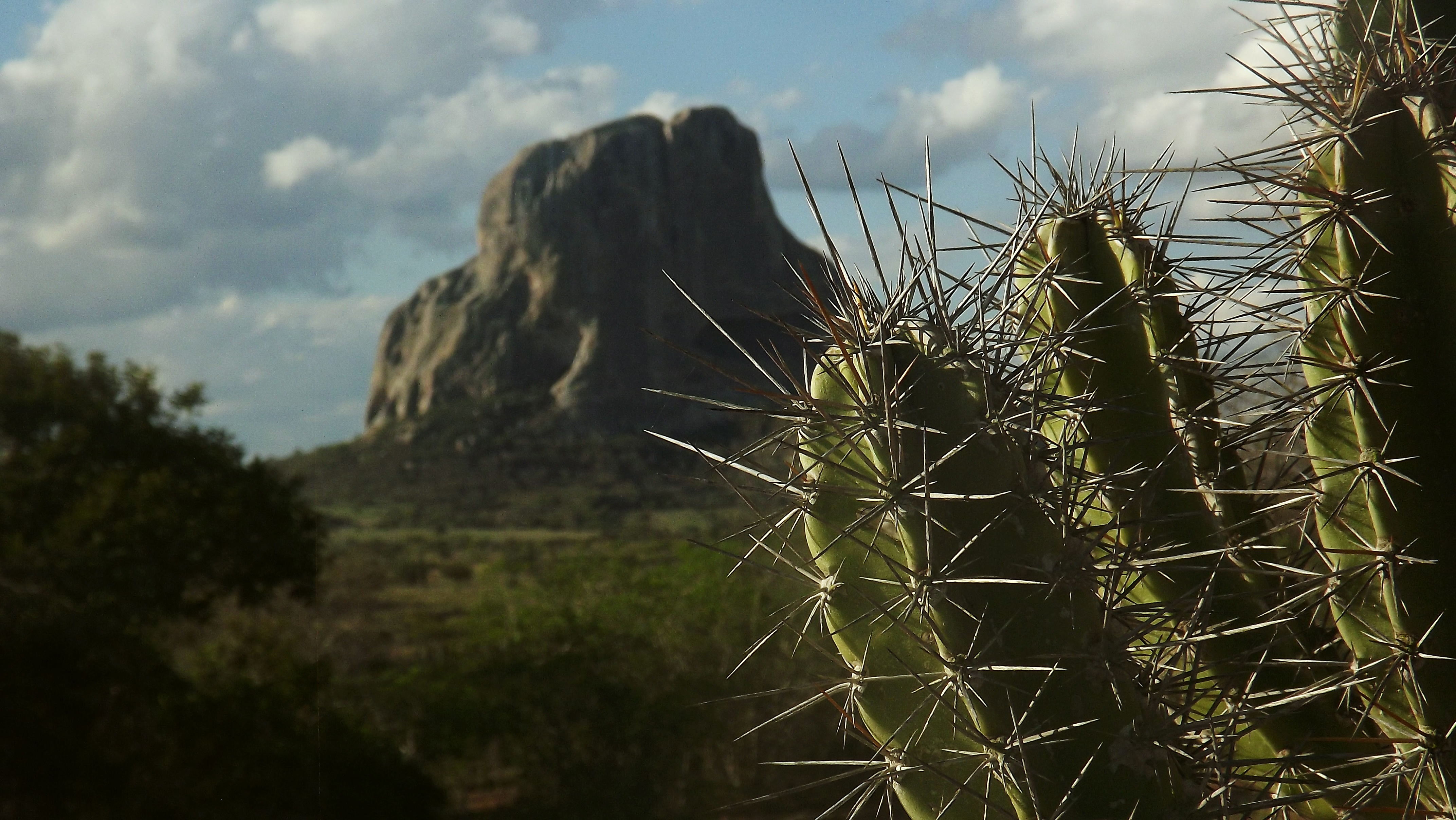 Кактусы в природе фото Cactus Serra Mountain free image download