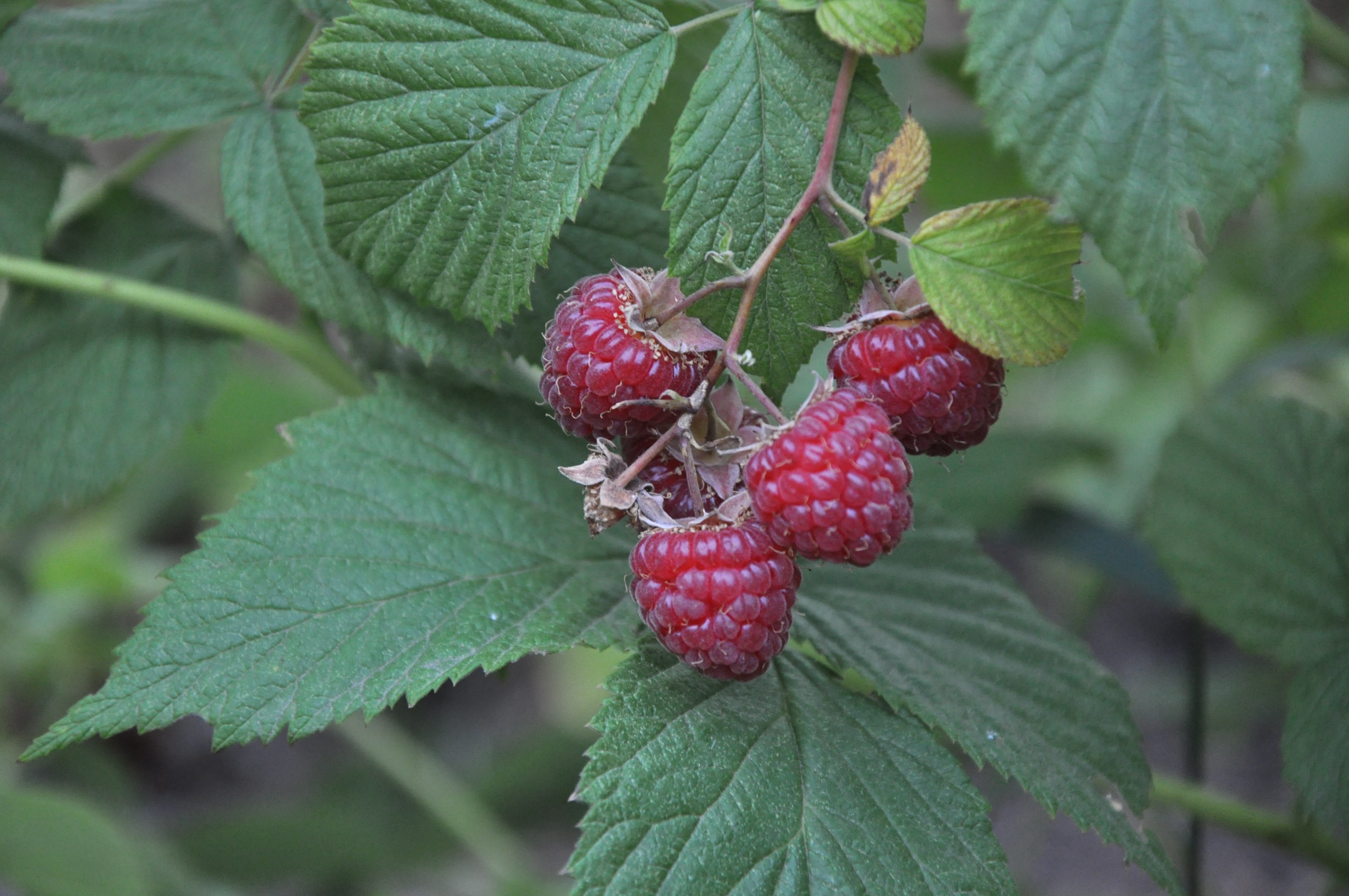 Raspberry Bush Garden free image download