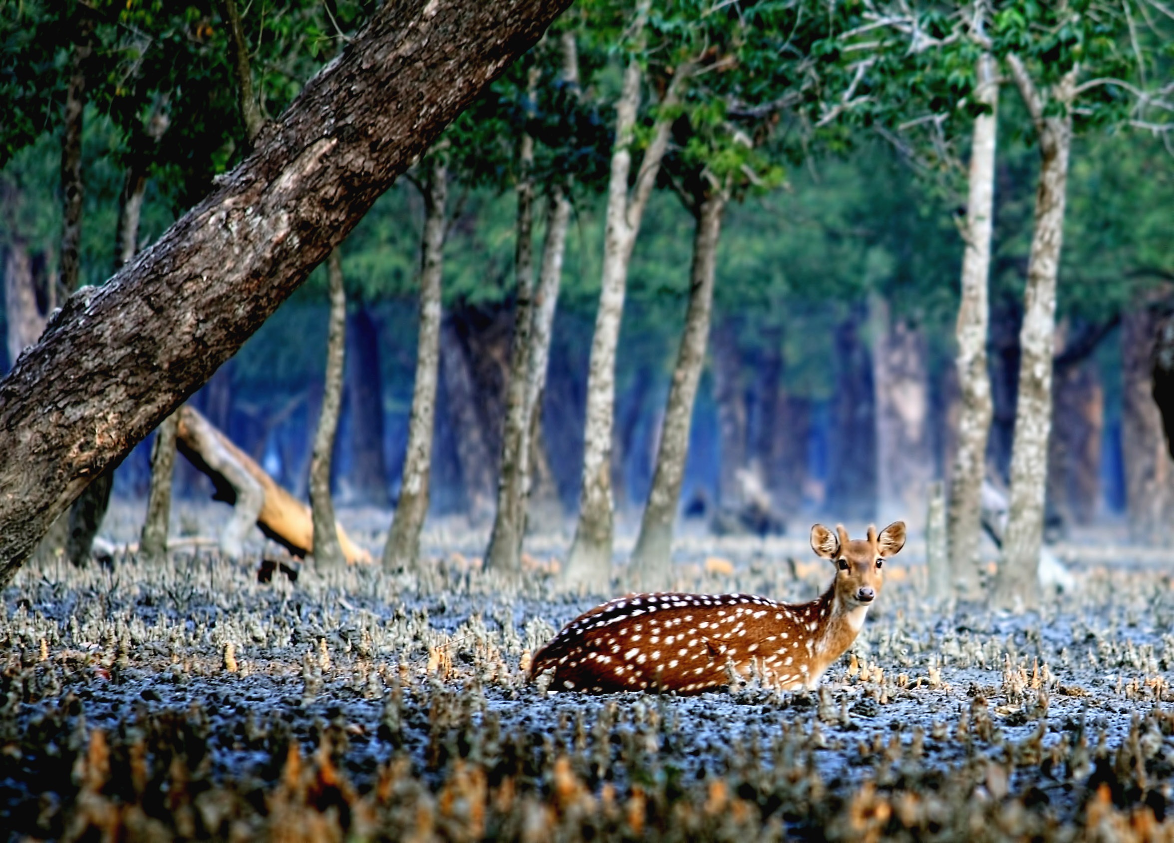 Deer Sundarban free image download