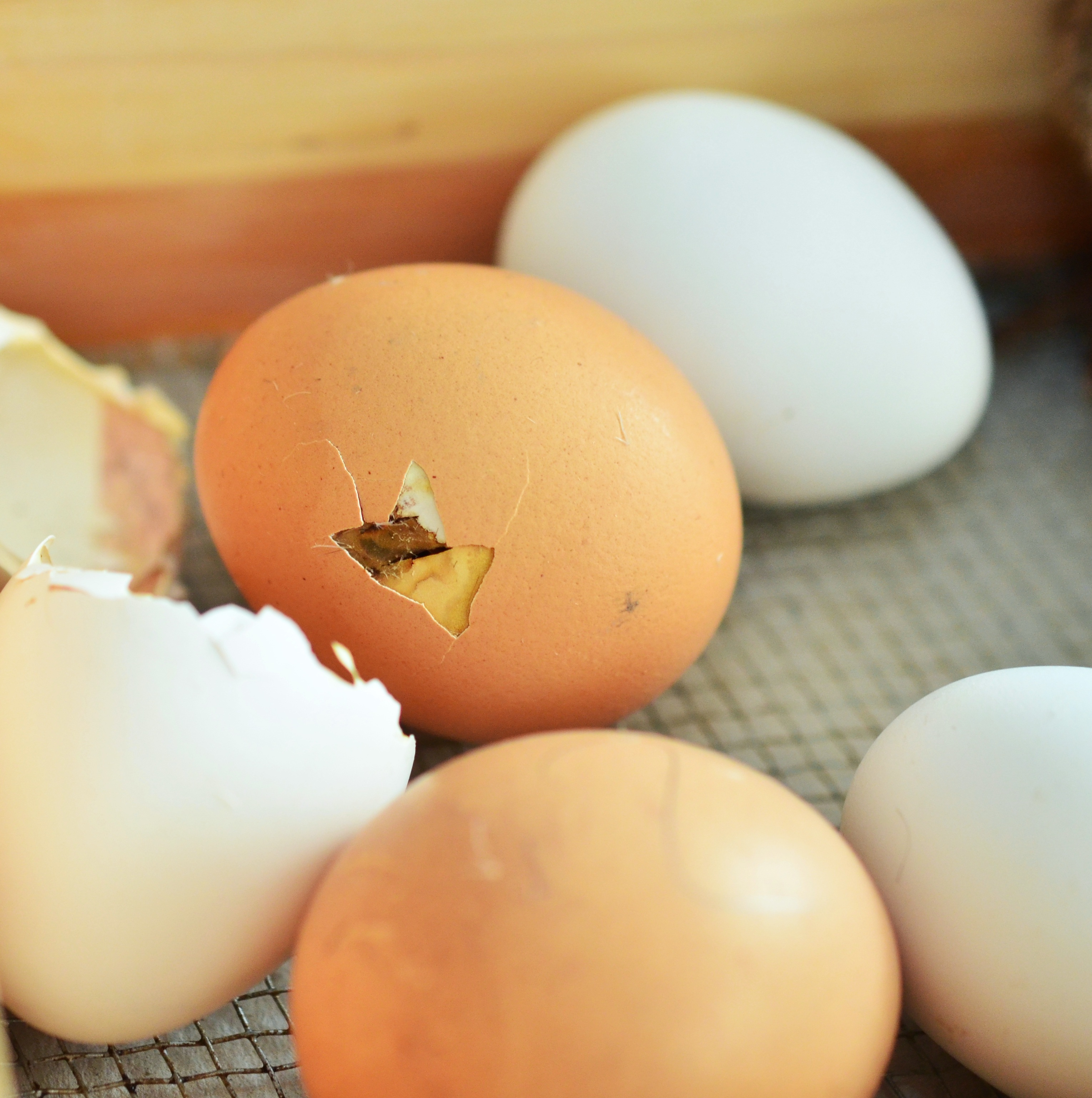 Egg Eggshell Hatch free image download