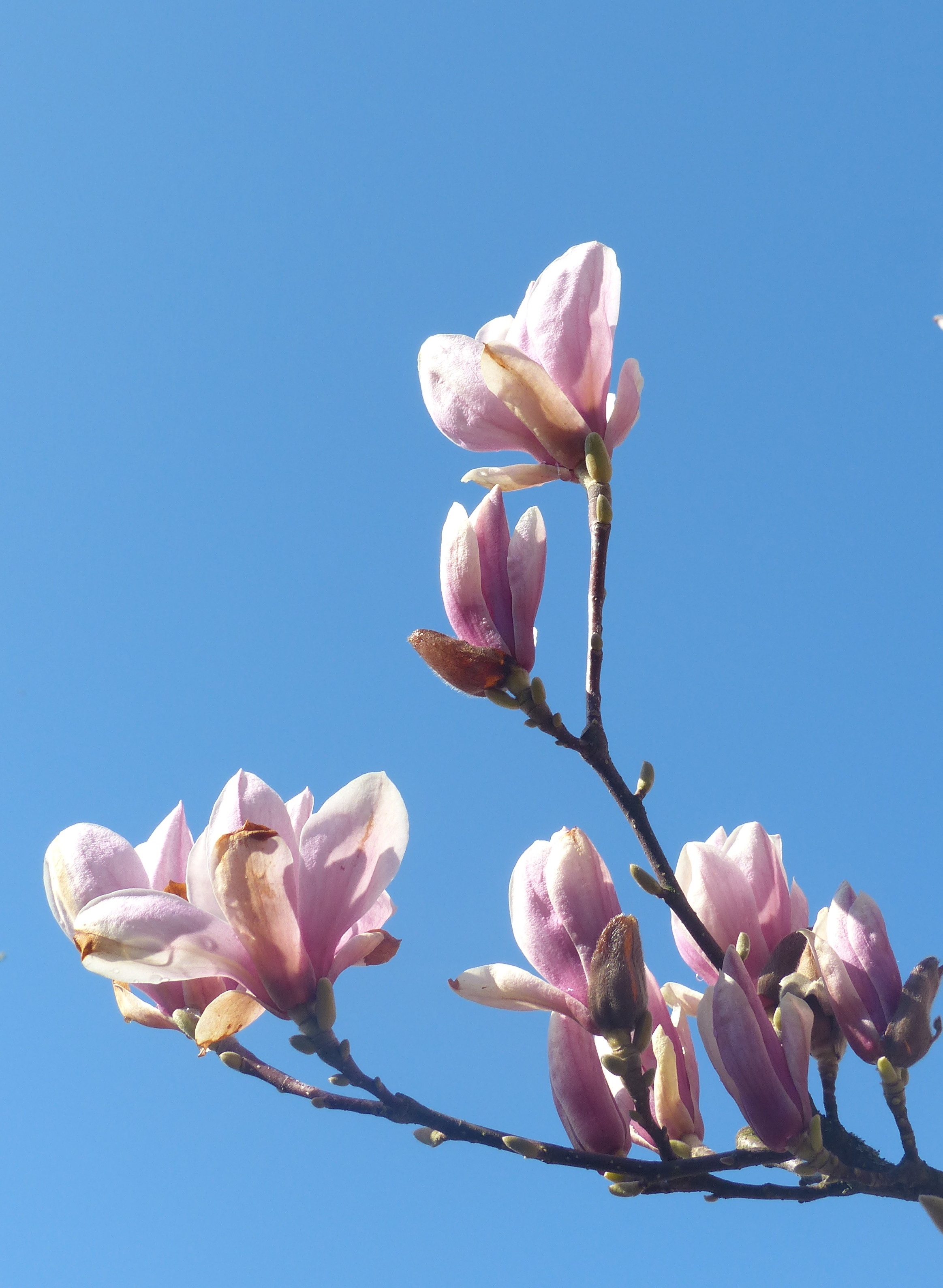 Magnolia Branch Flowers free image download