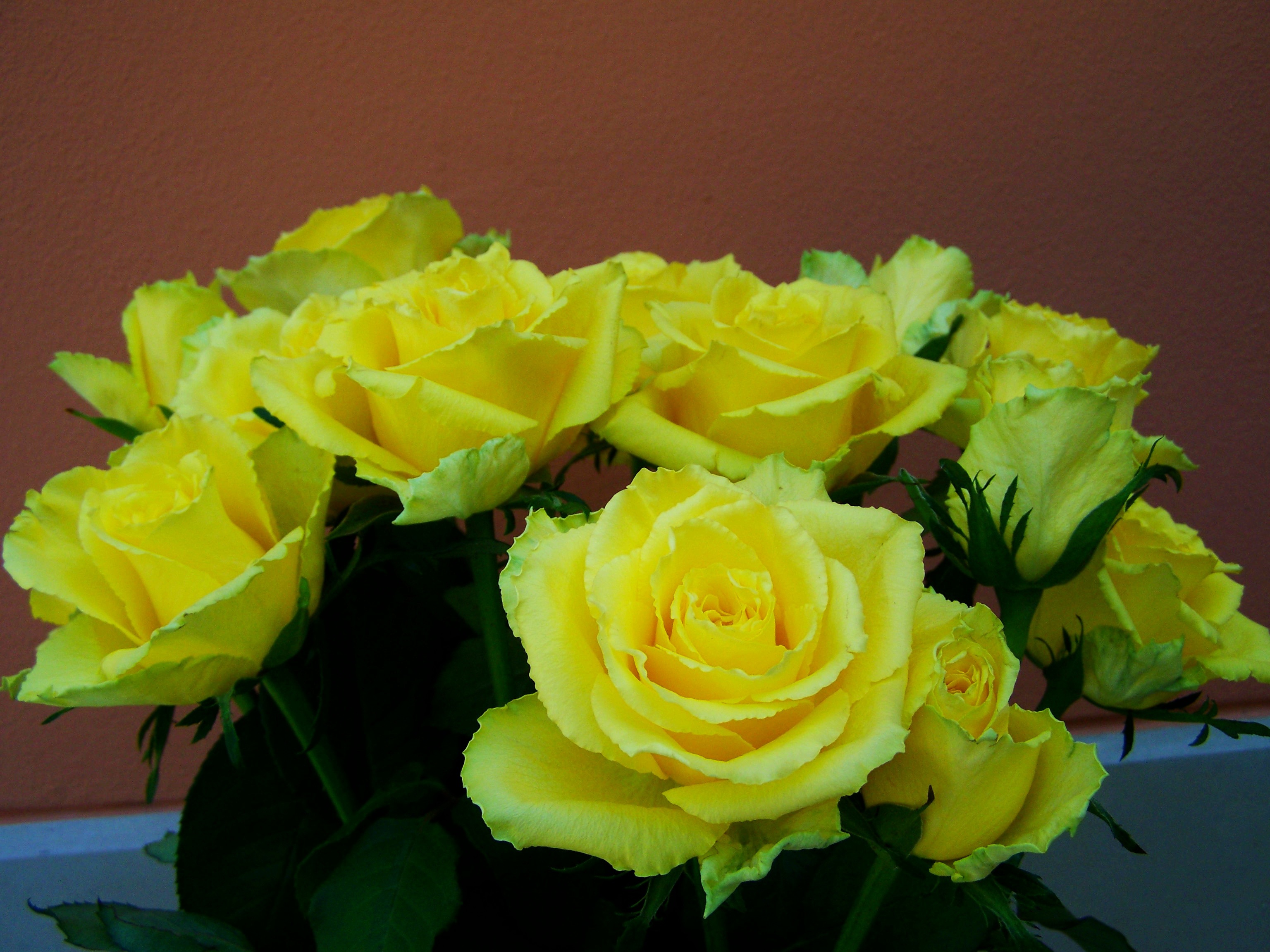 Rose Bouquet Yellow Roses Cut flowers free image download