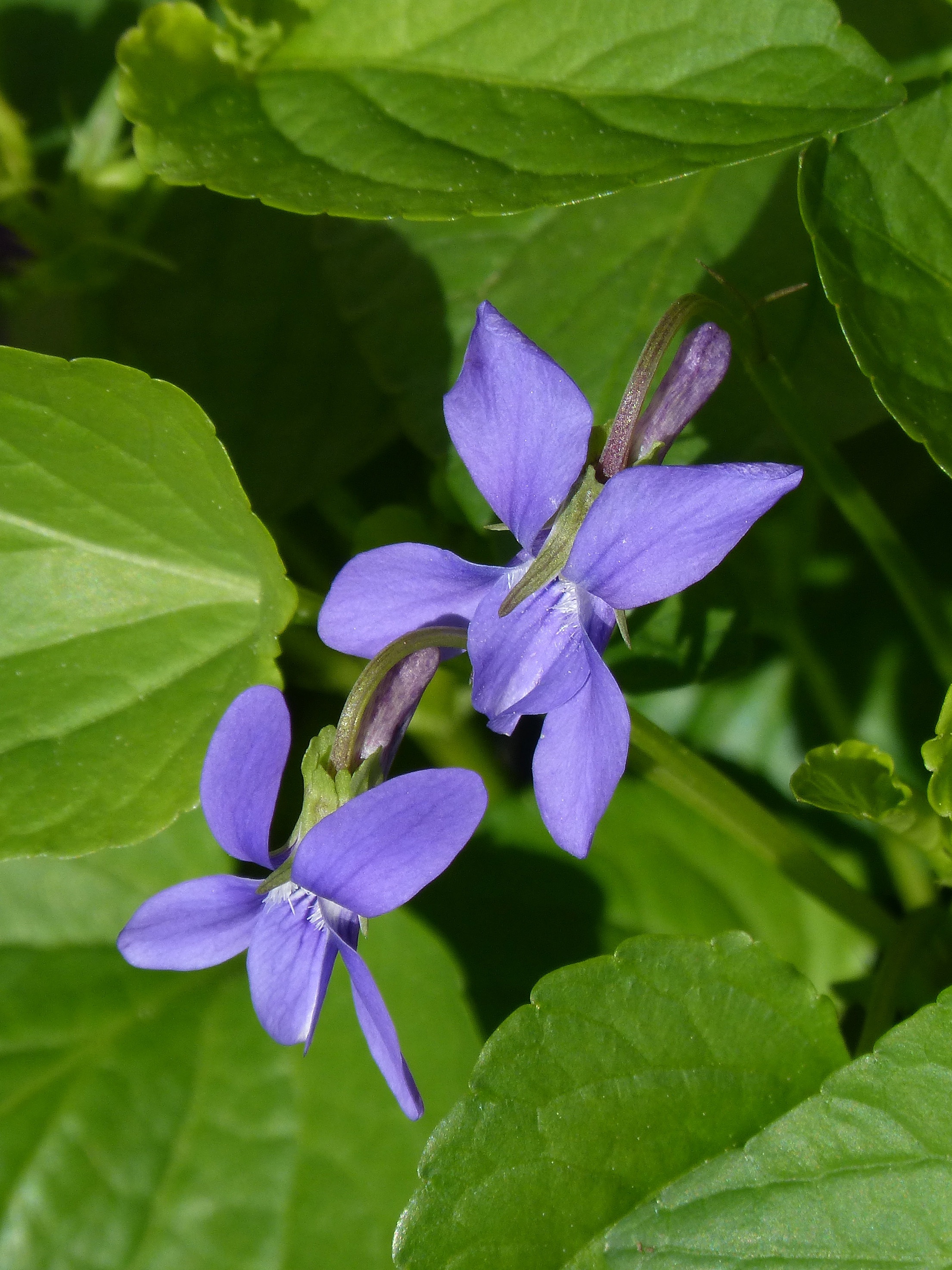 Violets Flowers Leaves free image download