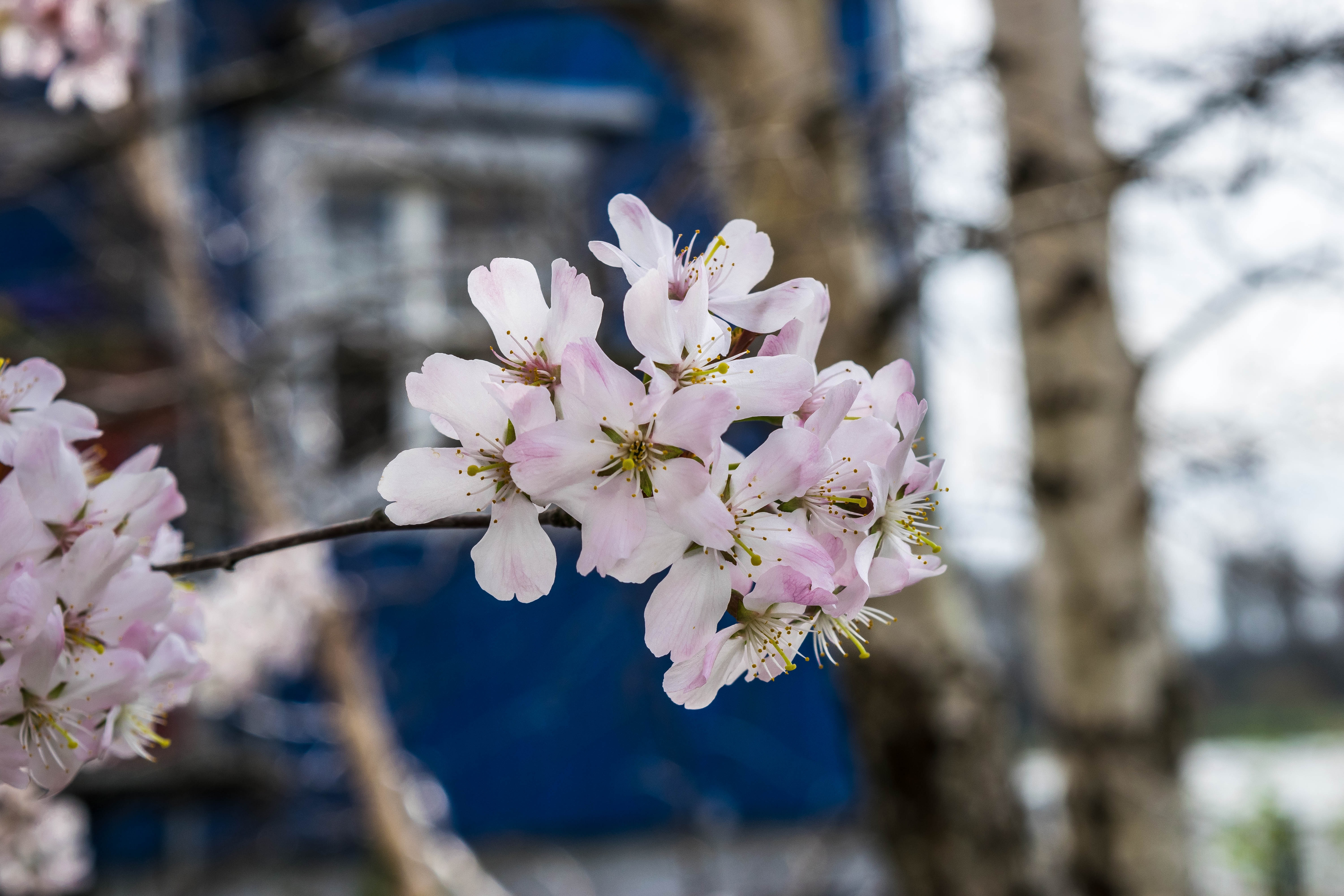 Free image/jpeg, Resolution: 6000x4000, File size: , Japan Cherry Blossom J...