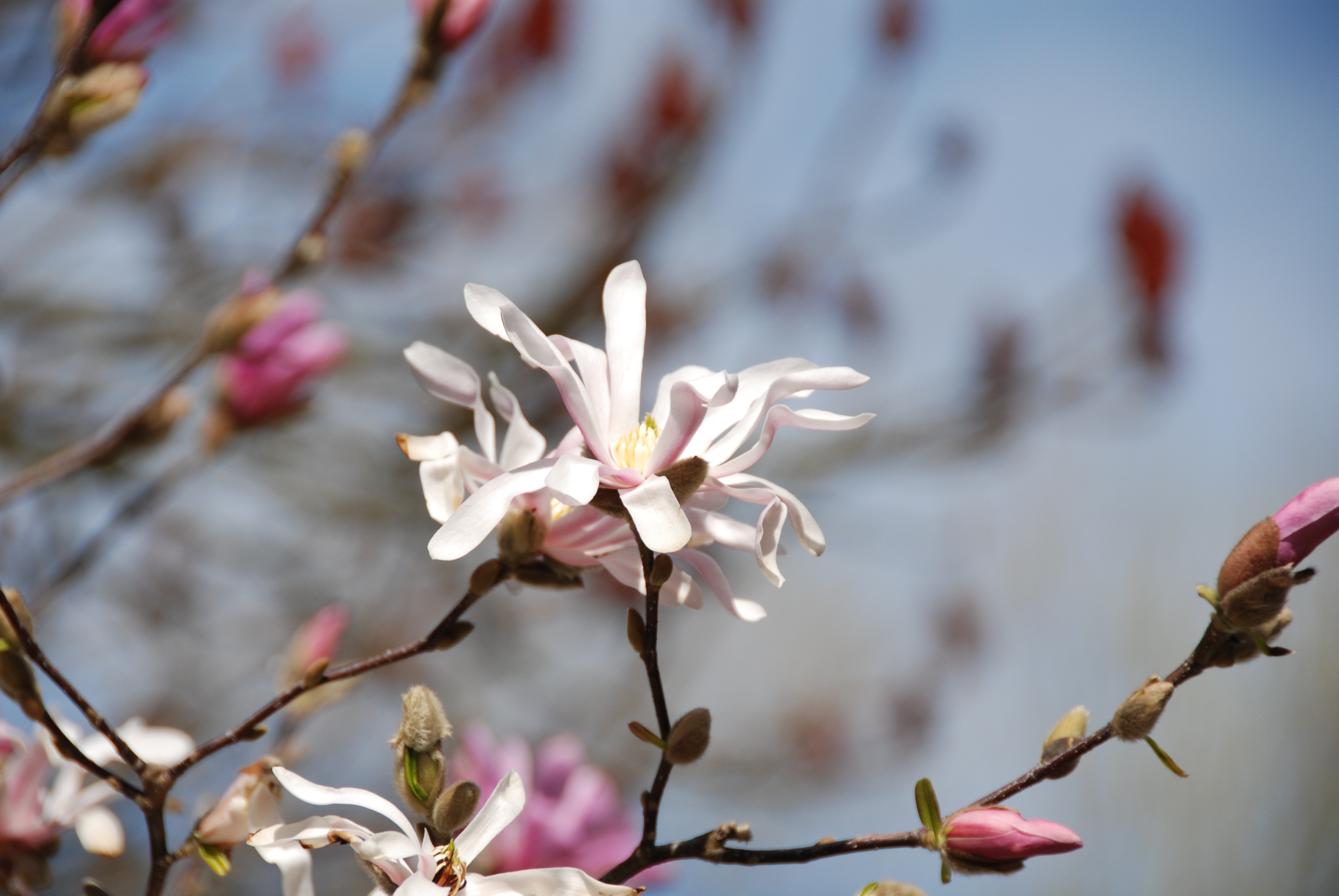 Magnolia Loebneri Mag S Pirouette Купить