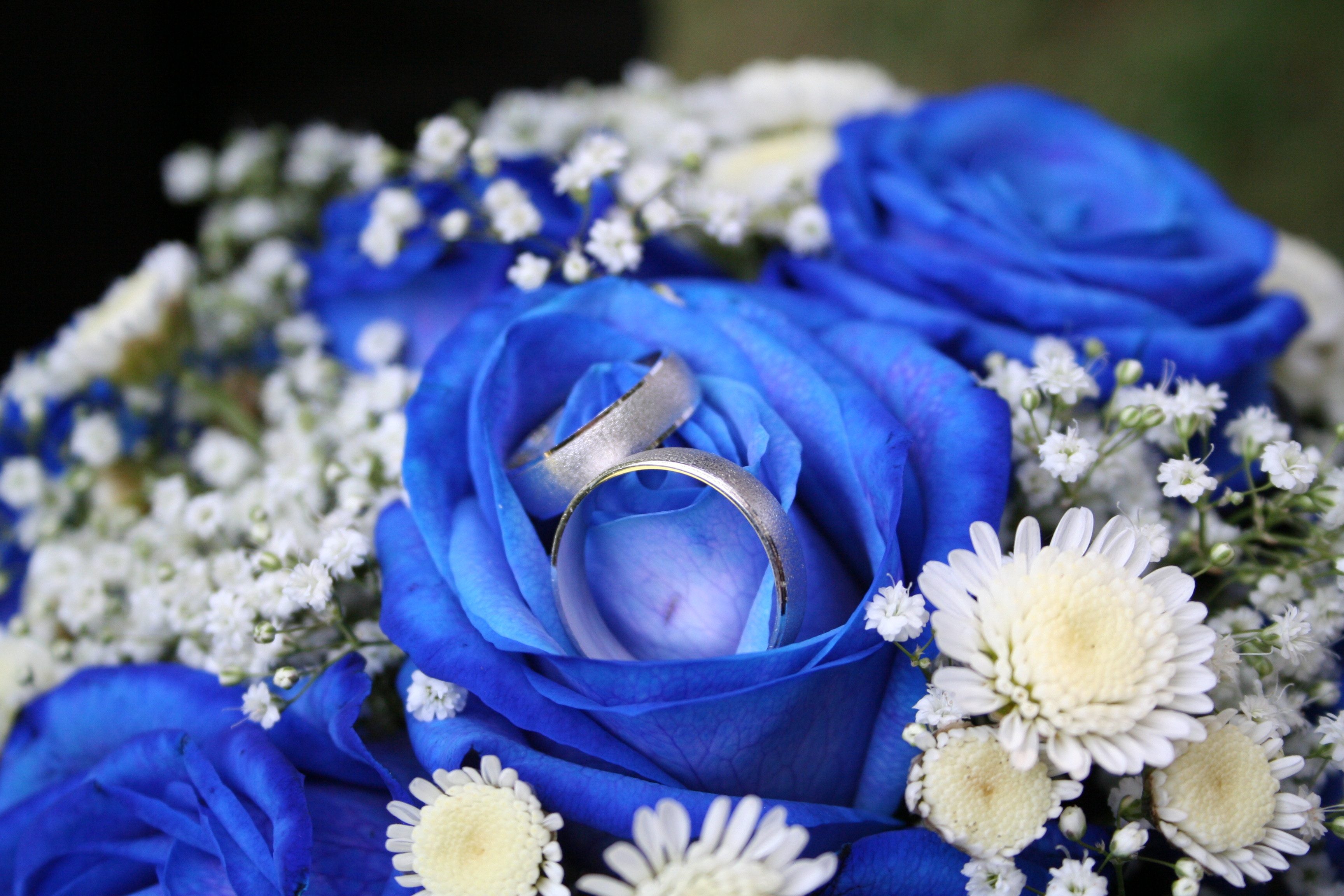 Roses Rings free image download