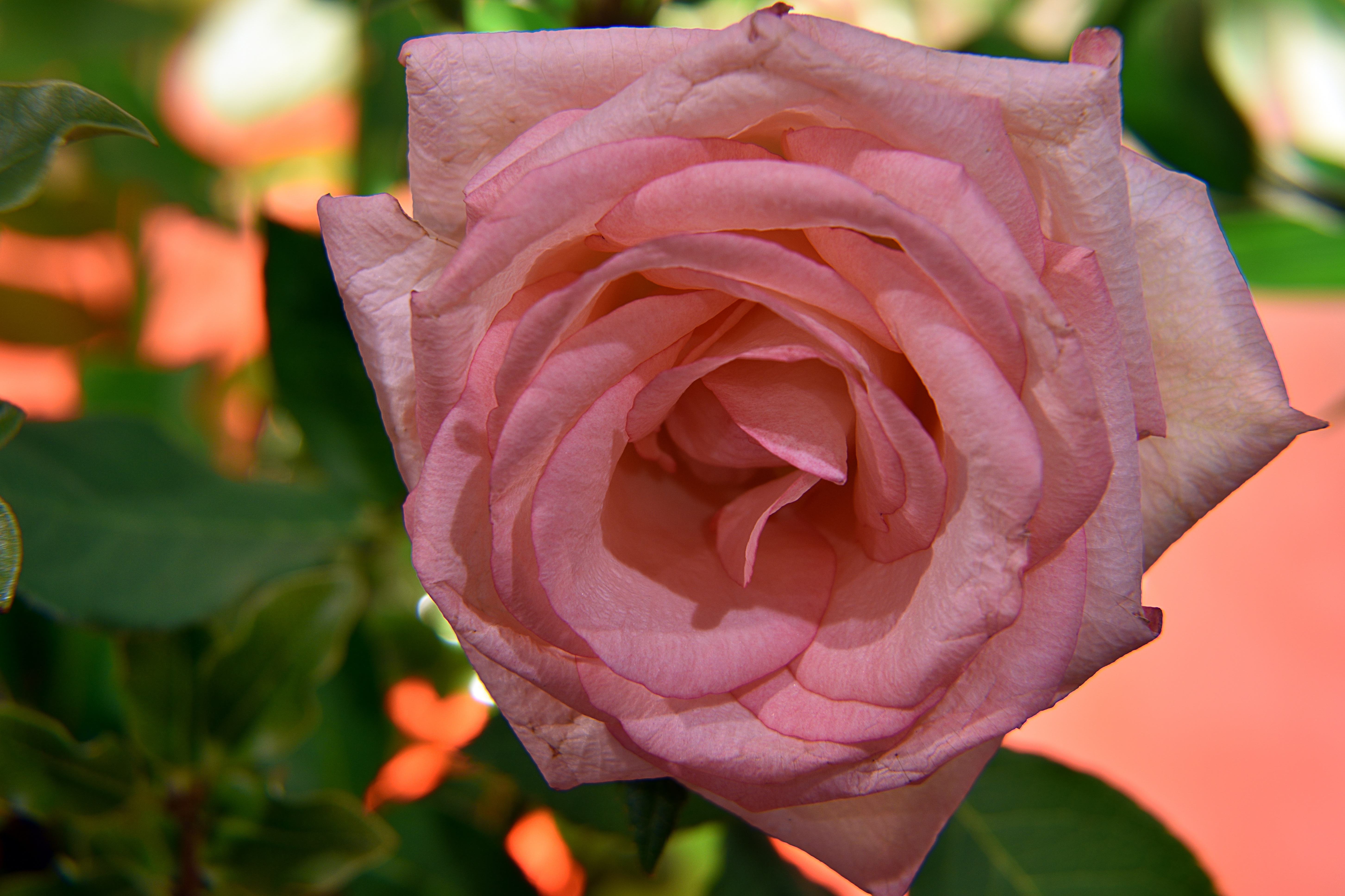 Головка крупным планом. Highness Rose. Shirley May Pink Rose.