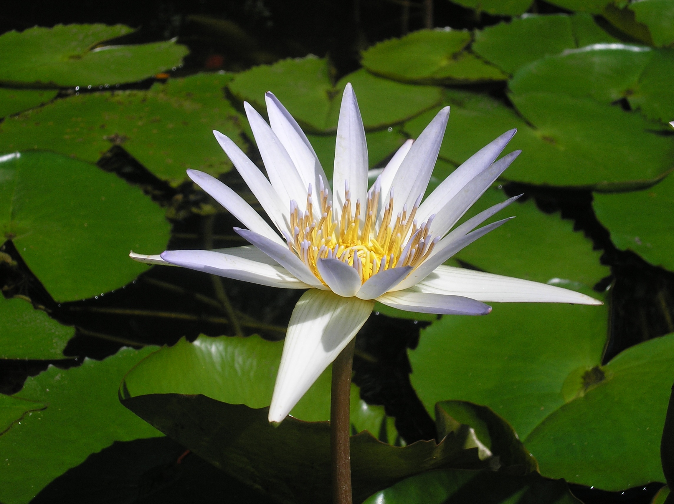 Lily Pad Water Flower Pond free image download