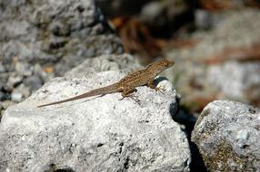 brown lizard on stones close up