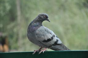 prodigious Dove Bird