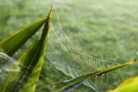 Cobweb on Green Meadow