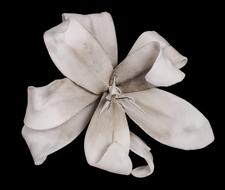 Lily White Blossom petals