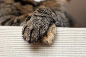 soft cat's paws