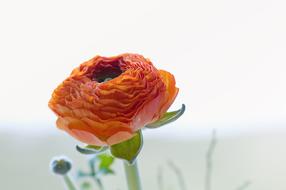 blooming orange ranunculus