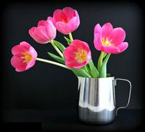 Tulips Flower in Jug