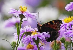 Asters and Butterfly Peacock