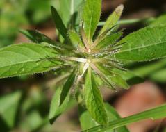 Green Wildflower