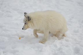 wonderful arctic Fox Animal