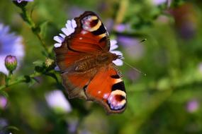 Peacock Butterfly on perennial aster flower