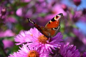 enchanting Aster Peacock Butterfly