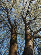 Cherry Tree Tribe Stem