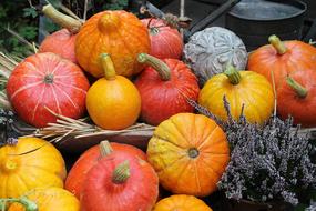 orange pumpkins for the holiday