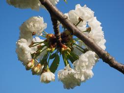 Cherry Blossom White Tree