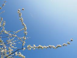 Cherry Blossom White Tree