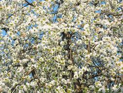 Cherry Blossom White Tree