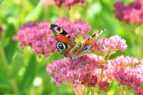 Stonecrop Peacock Butterfly