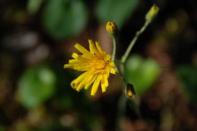 Blossom Bloom Yellow