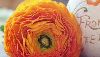 Ranunculus Flower Blossom