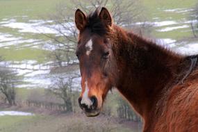 cute horse looks at the camera