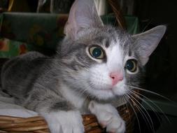 cute kitten lies in a basket