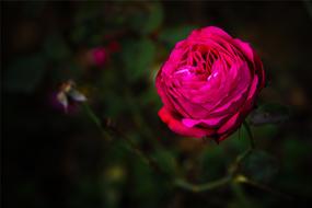 lonely gorgeous flower