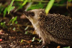 wonderful Hedgehog Child Young