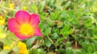 Purslane, portulaca Flowers at Spring